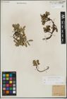 Foto von Salix kitaibeliana Willd.